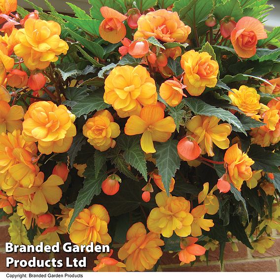 Begonia x tuberhybrida 'Apricot Shades Improved' F1 Hybrid - Tubers