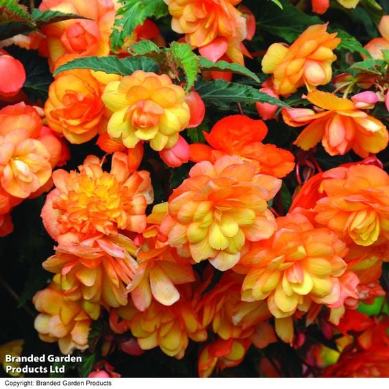 Begonia x tuberhybrida 'Apricot Shades Improved' F1