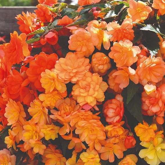 Begonia x tuberhybrida 'Apricot Shades Improved' F1 Hybrid - Tubers