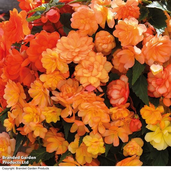 Begonia x tuberhybrida 'Apricot Shades Improved' F1