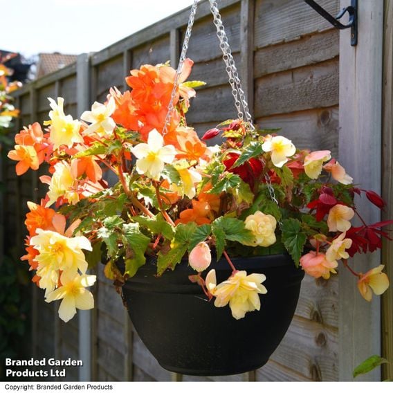 Begonia x tuberhybrida 'Apricot Shades Improved' F1