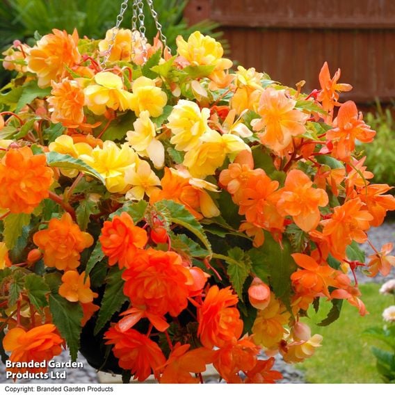 Begonia x tuberhybrida 'Apricot Shades Improved' F1