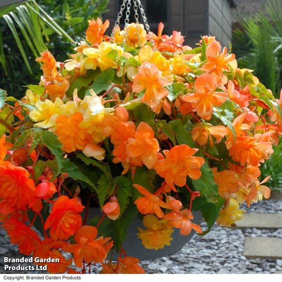 Begonia x tuberhybrida 'Apricot Shades Improved' F1