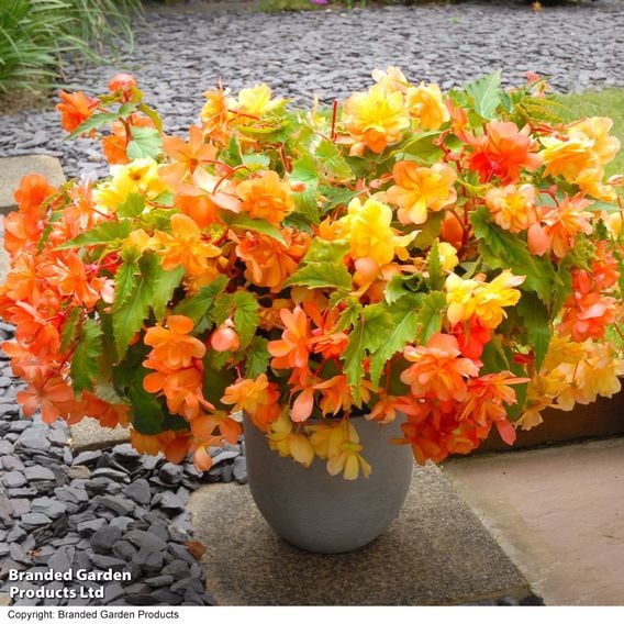 Begonia x tuberhybrida 'Apricot Shades Improved' F1