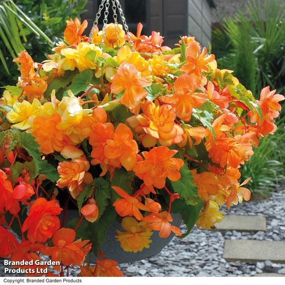 Begonia x tuberhybrida 'Apricot Shades Improved' F1