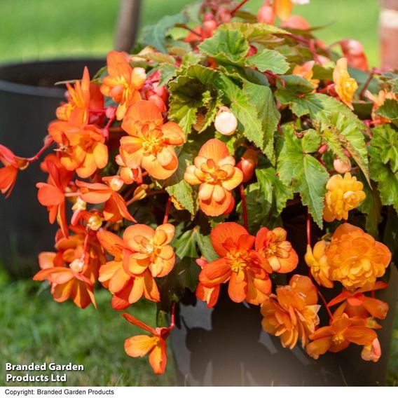 Begonia x tuberhybrida 'Apricot Shades Improved' F1