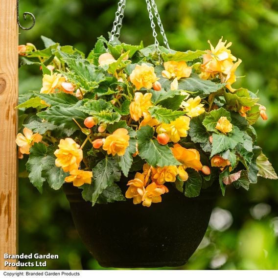 Begonia x tuberhybrida 'Apricot Shades Improved' F1