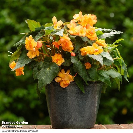 Begonia x tuberhybrida 'Apricot Shades Improved' F1