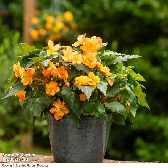Begonia x tuberhybrida 'Apricot Shades Improved' F1