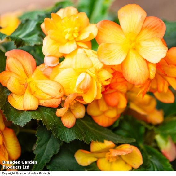 Begonia x tuberhybrida 'Apricot Shades Improved' F1