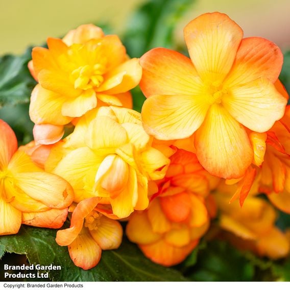 Begonia x tuberhybrida 'Apricot Shades Improved' F1