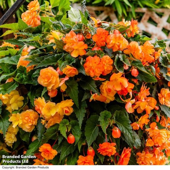 Begonia x tuberhybrida 'Apricot Shades Improved' F1
