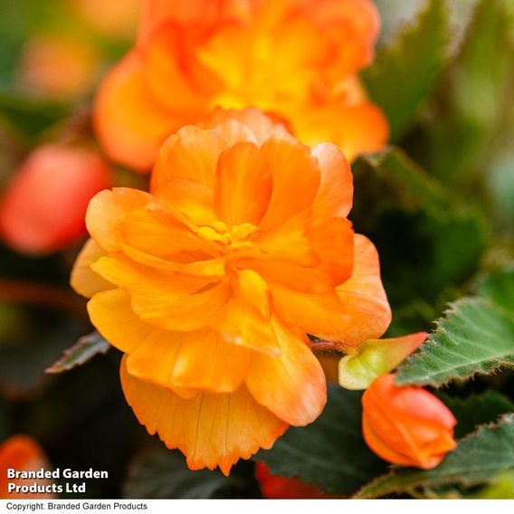 Begonia x tuberhybrida 'Apricot Shades Improved' F1