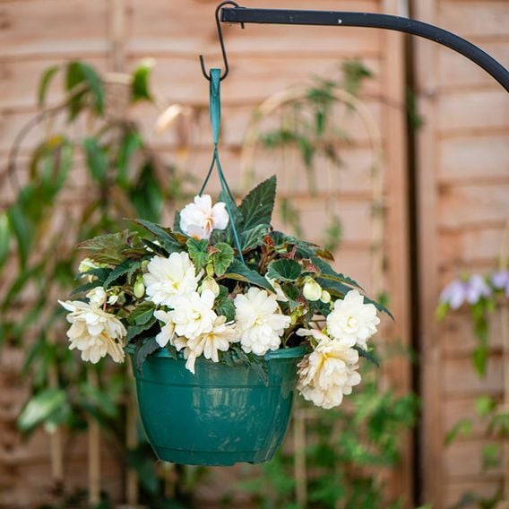 Begonia 'Belina Vanilla'