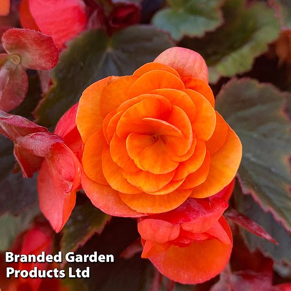 Begonia 'Catrin'