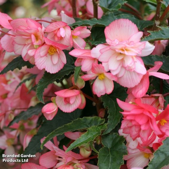 Begonia 'Chanson Flamingo' F1 - Seeds