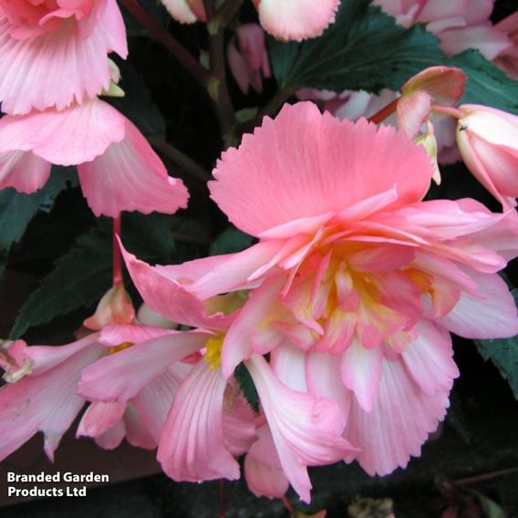 Begonia 'Chanson Flamingo' F1 - Seeds
