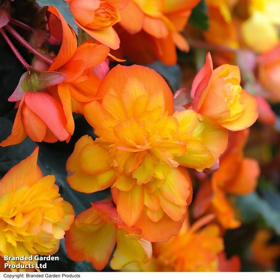 Begonia 'Chanson Sun' F1 - Seeds
