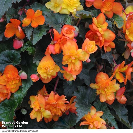 Begonia 'Chanson Sun' F1 - Seeds