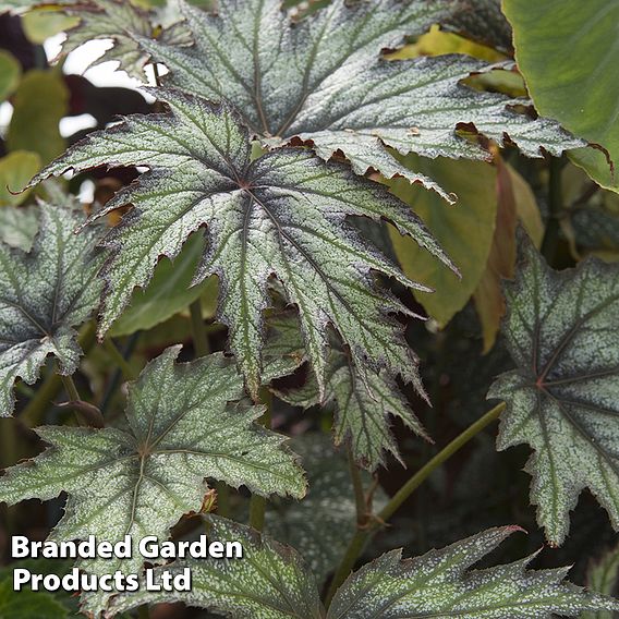 Begonia 'Connie Boswell'
