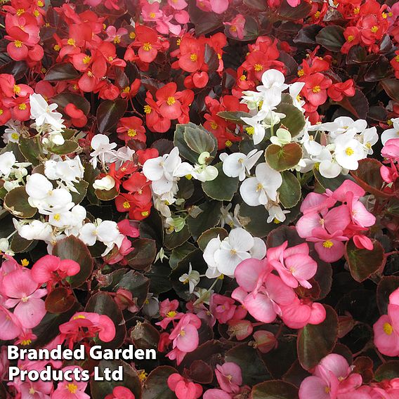 Begonia 'Emperor Mix'