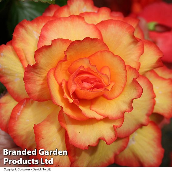 Begonia 'Cascading Fireball'