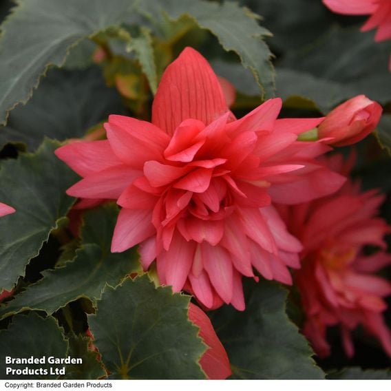 Begonia 'Funky Pink'