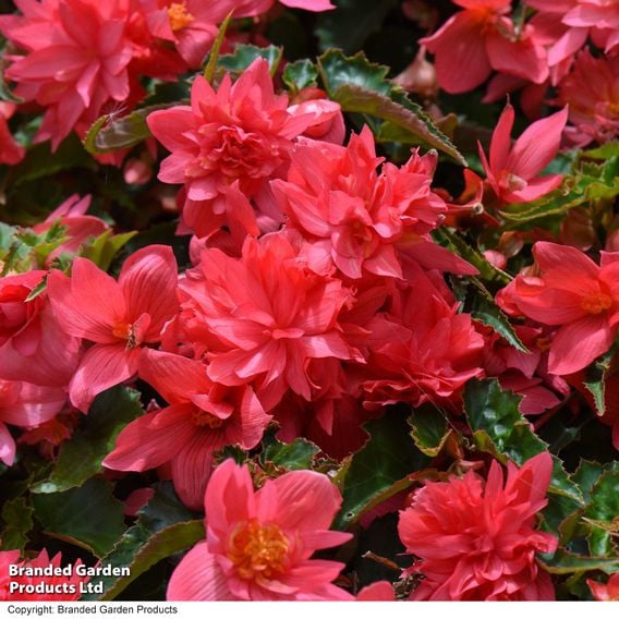 Begonia 'Funky Pink'