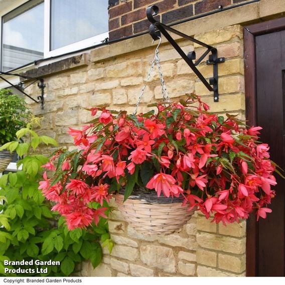 Begonia 'Funky Pink'