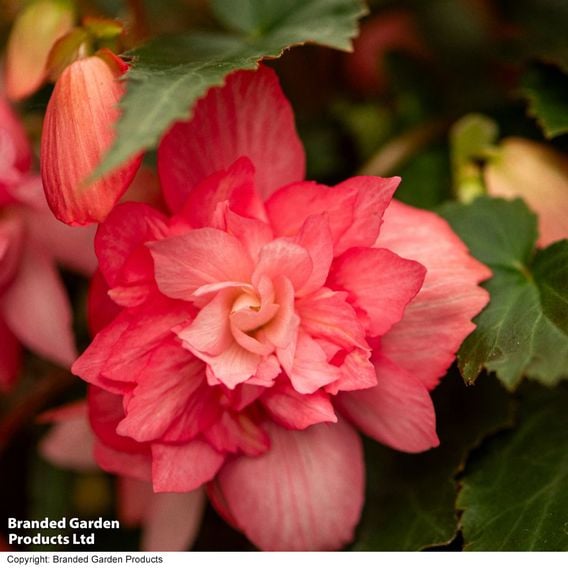 Begonia 'Funky Pink'