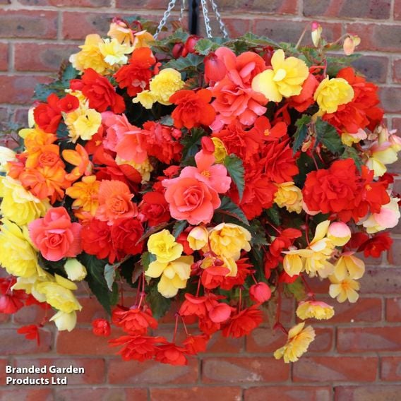 Begonia x tuberhybrida 'Illumination Mixed'