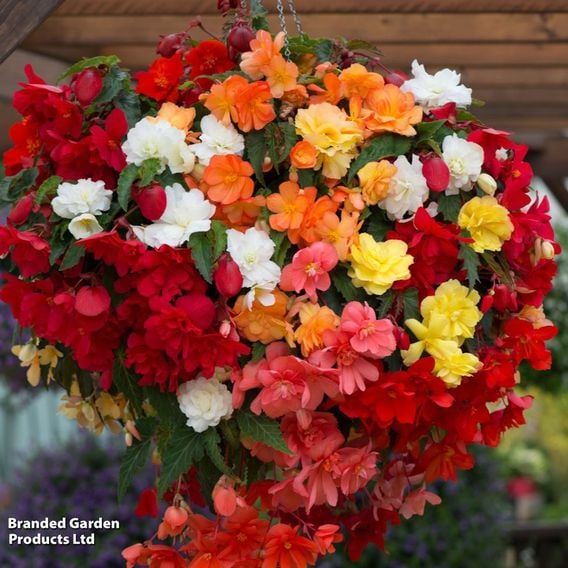 Begonia x tuberhybrida 'Illumination Mixed'