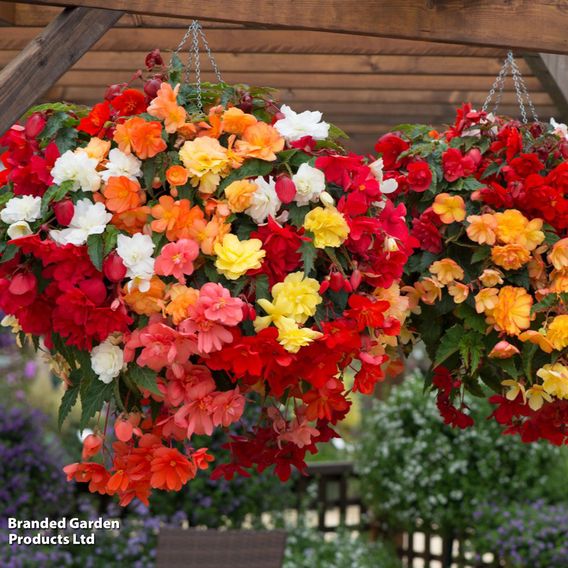 Begonia x tuberhybrida 'Illumination Mixed'