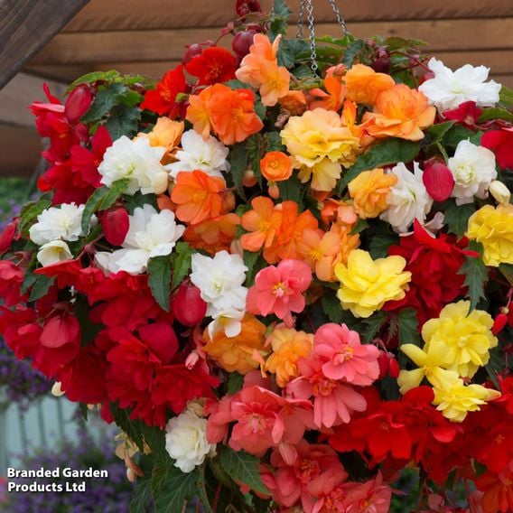 Begonia x tuberhybrida 'Illumination Mixed'