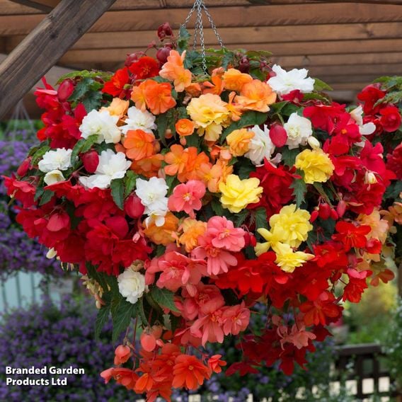 Begonia x tuberhybrida 'Illumination Mixed'