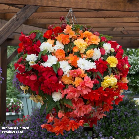 Begonia x tuberhybrida 'Illumination Mixed'