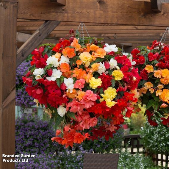 Begonia x tuberhybrida 'Illumination Mixed'