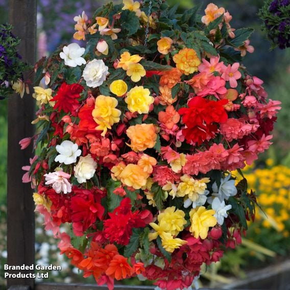 Begonia x tuberhybrida 'Illumination Mixed'
