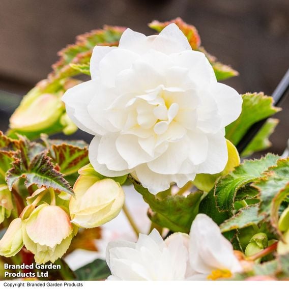 Begonia 'Illumination White'