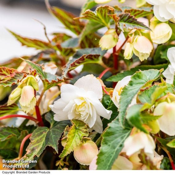 Begonia 'Illumination White'