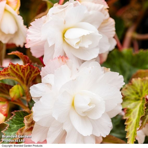 Begonia 'Illumination White'