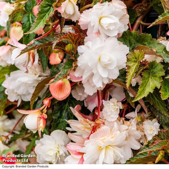 Begonia 'Illumination White'