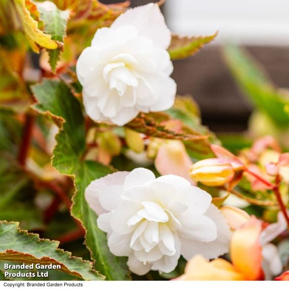 Begonia 'Illumination White'