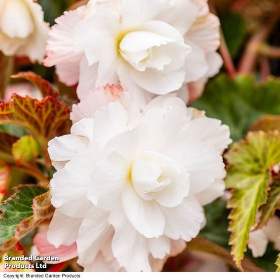 Begonia 'Illumination White'