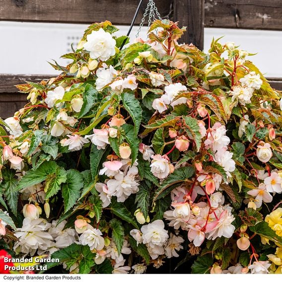 Begonia 'Illumination White'