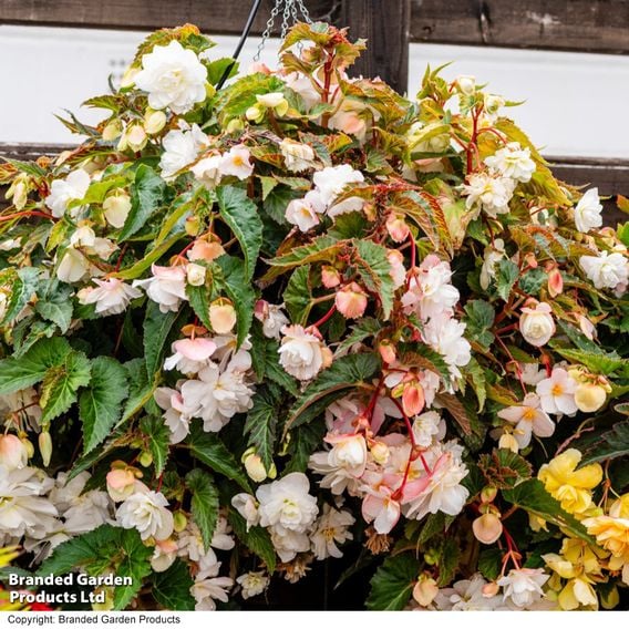 Begonia 'Illumination White'