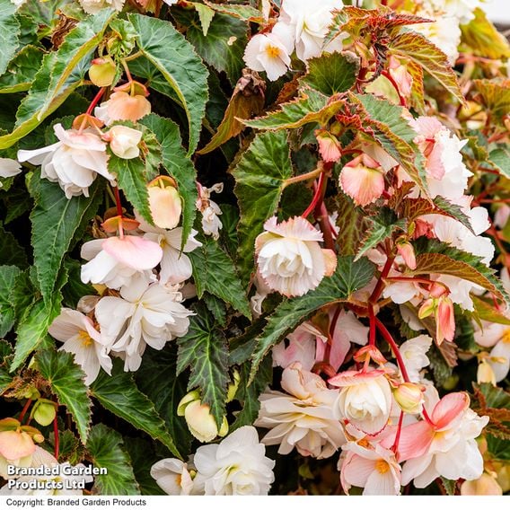 Begonia 'Illumination White'