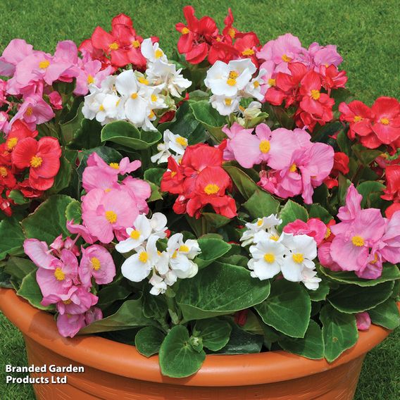 Summer Bedding Plant Collection