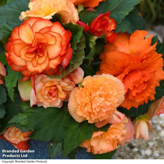 Begonia 'Majestic Apricot Shades Mix'