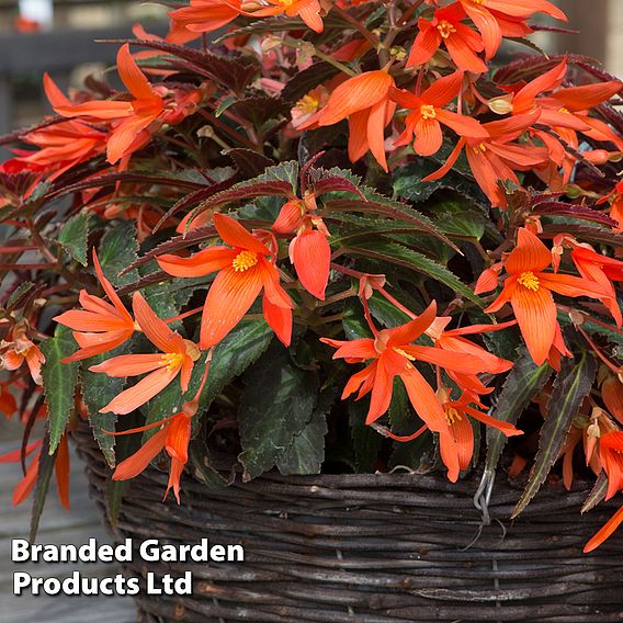 Begonia 'Bossa Nova Night Fever Papaya'